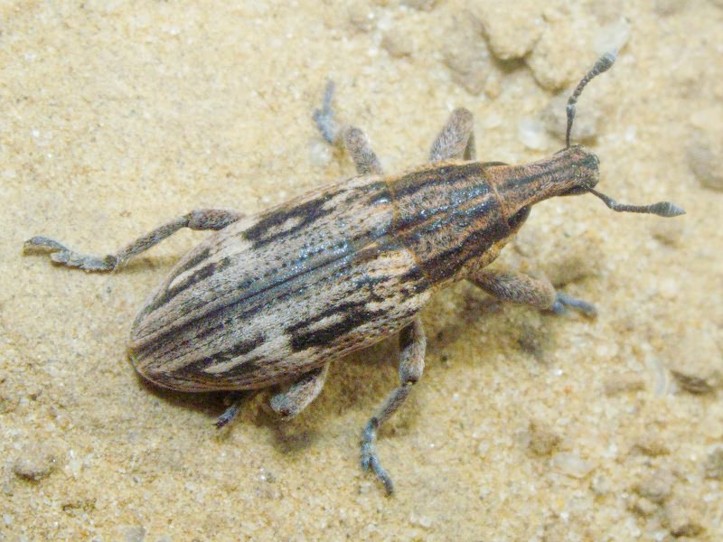 Mecaspis alternans (Herbst, 1795)